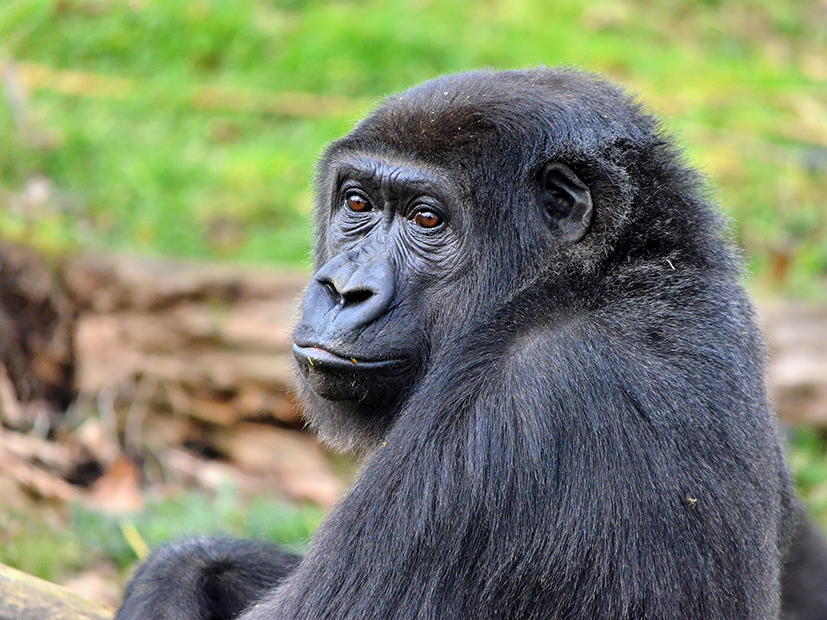 Gaiazoo gorilla sangha 25-02-2012(61)TL